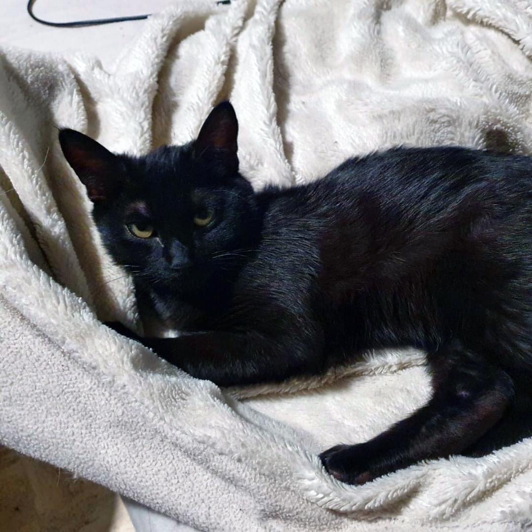 Un petit chaton noir sur un plaid bleu pâle.