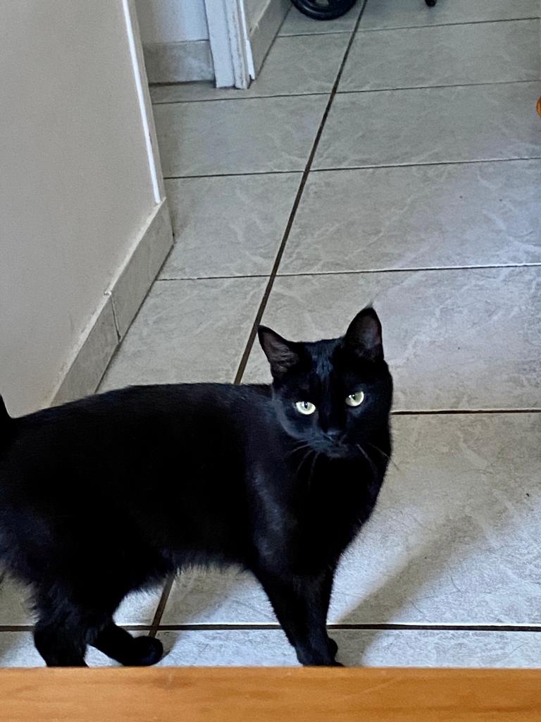 Stella, petite chatte noire aux yeux verts clairs, est debout sur un carrelage blanc près d’un mur blanc. Elle observe le photographe.