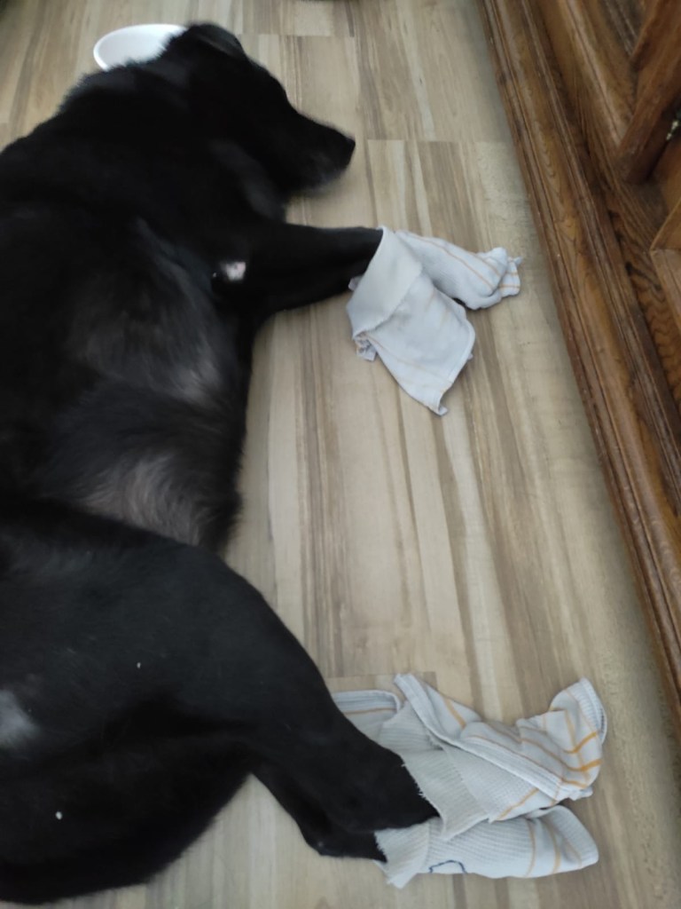 Manille, labrador noire, est couchée sur du lino. Ses pattes/coussinets sont enroulés dans des petites serviettes et gants mouillés.