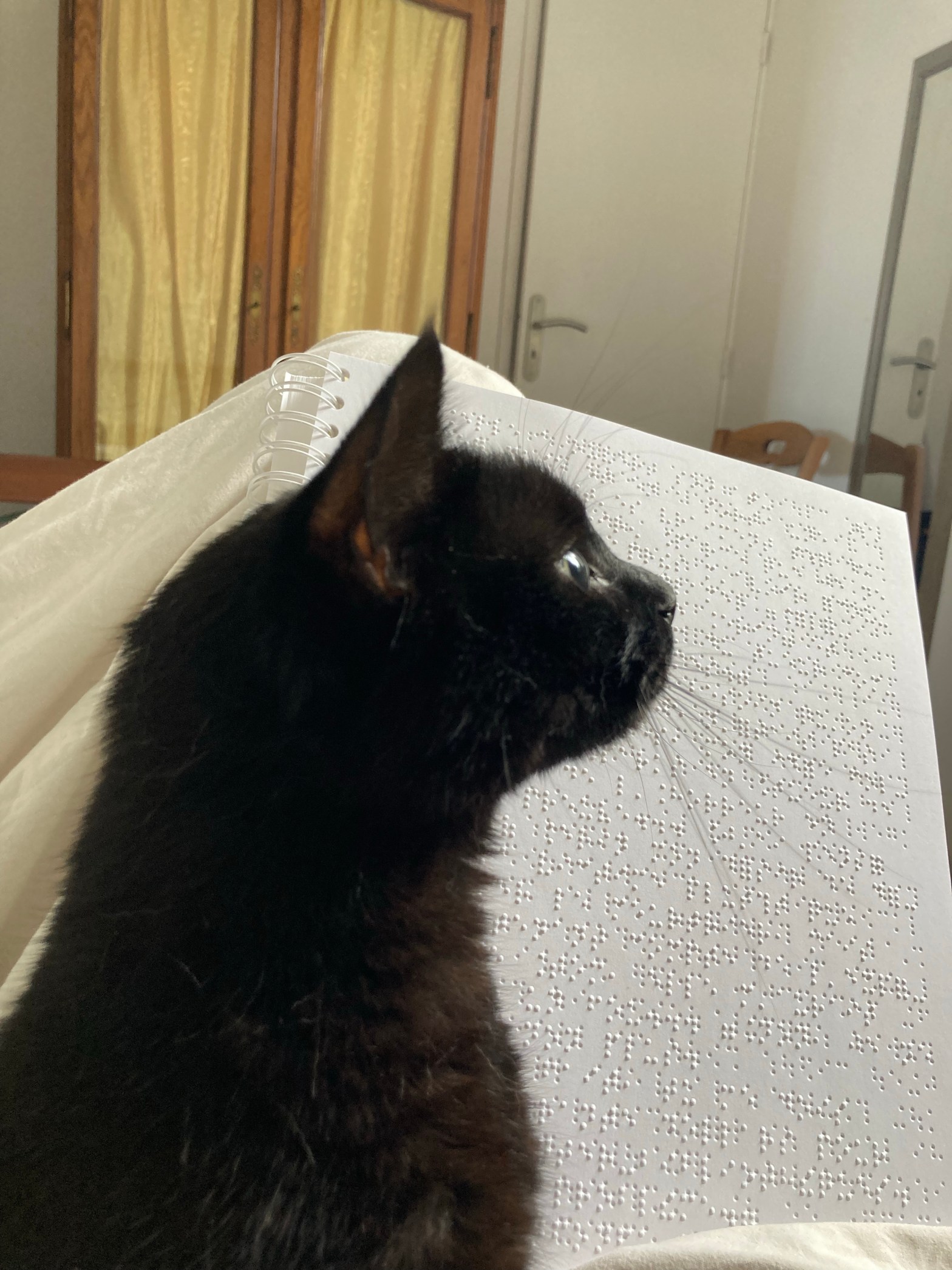 Stella, petite chatte noir, est assise devant un livre en braille ouvert.