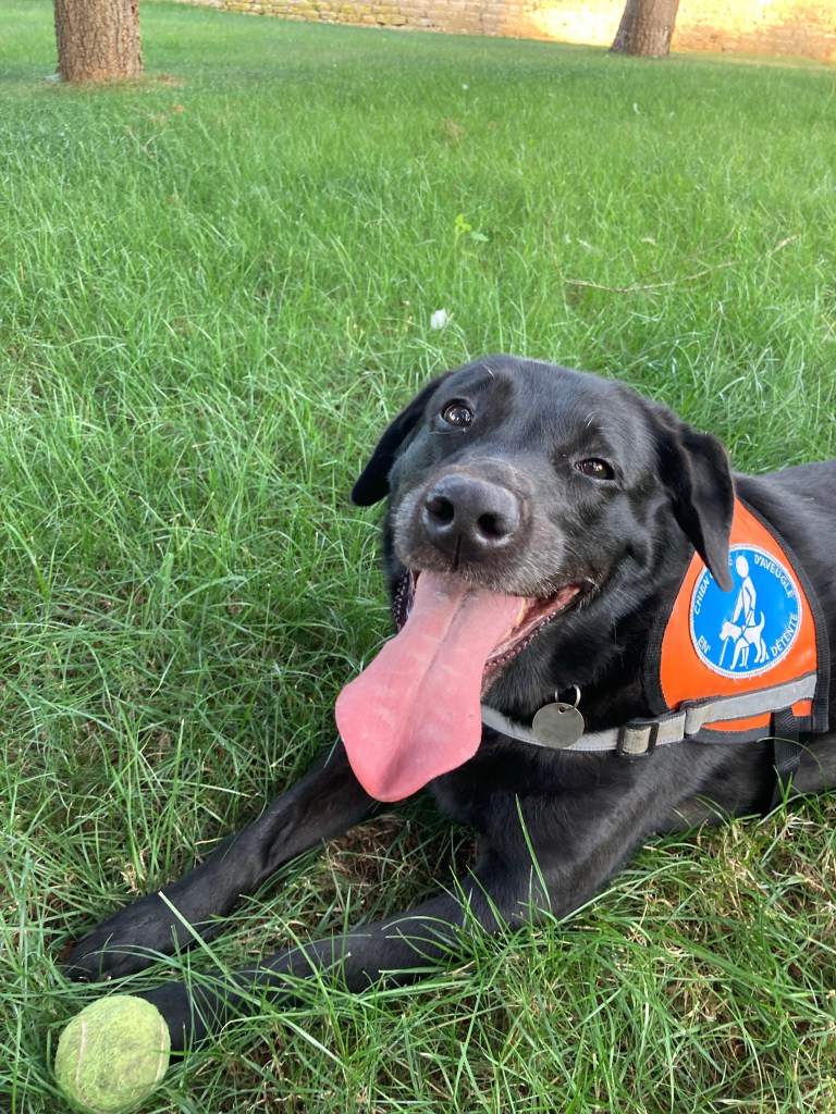 Manille, labrador noire, est couchée dans l’herbe. Elle porte son gilet orange « chien guide en détente ». Elle a la gueule grande ouverte et tire la langue.