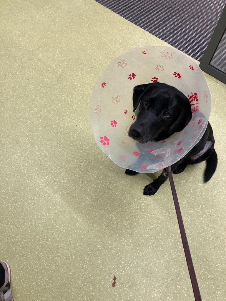 Manille, petite labrador noire, est assise dans le hall de l’école vétérinaire de Maison-Alfort. Elle porte une grande collerette blanche qui encadre toute sa tête.