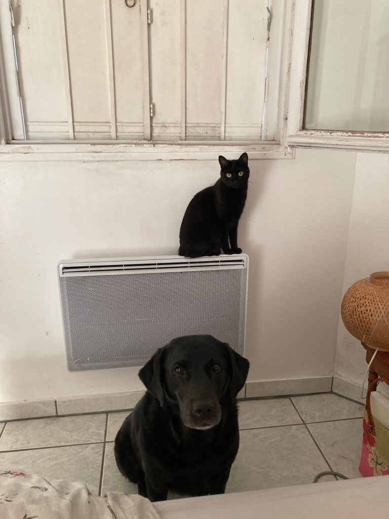 Réveil matinal. Manille est assise à côté du lit et Stella derrière est assise sur le radiateur.