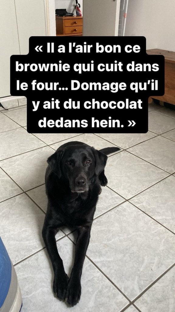 Manille, petite labrador noire, est couchée sur un carrelage blanc. Au-dessus d’elle il y a écrit: « Il a l’air bon ce brownie qui cuit dans le four… Domage qu’il y ait du chocolat dedans hein ».