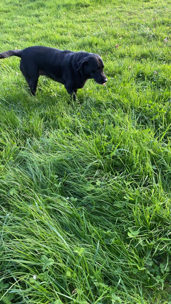 Manille, petite labrador noire, est debout sur un sentier.