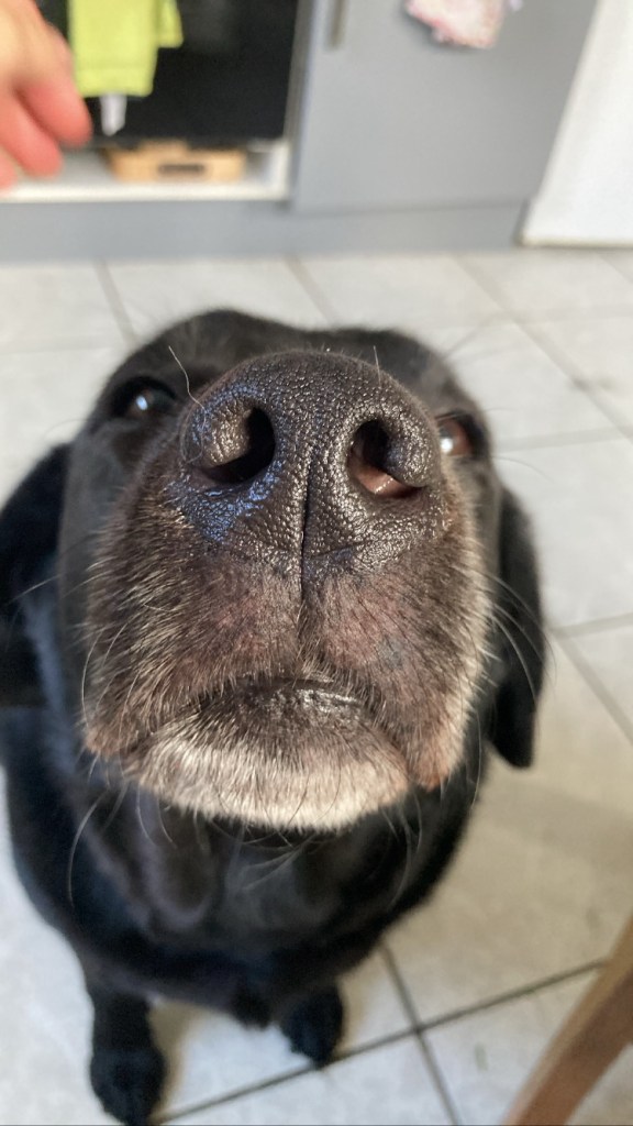 Gros plan sur la gueule de Manille, petite labrador noire. On voit bien ses narines.