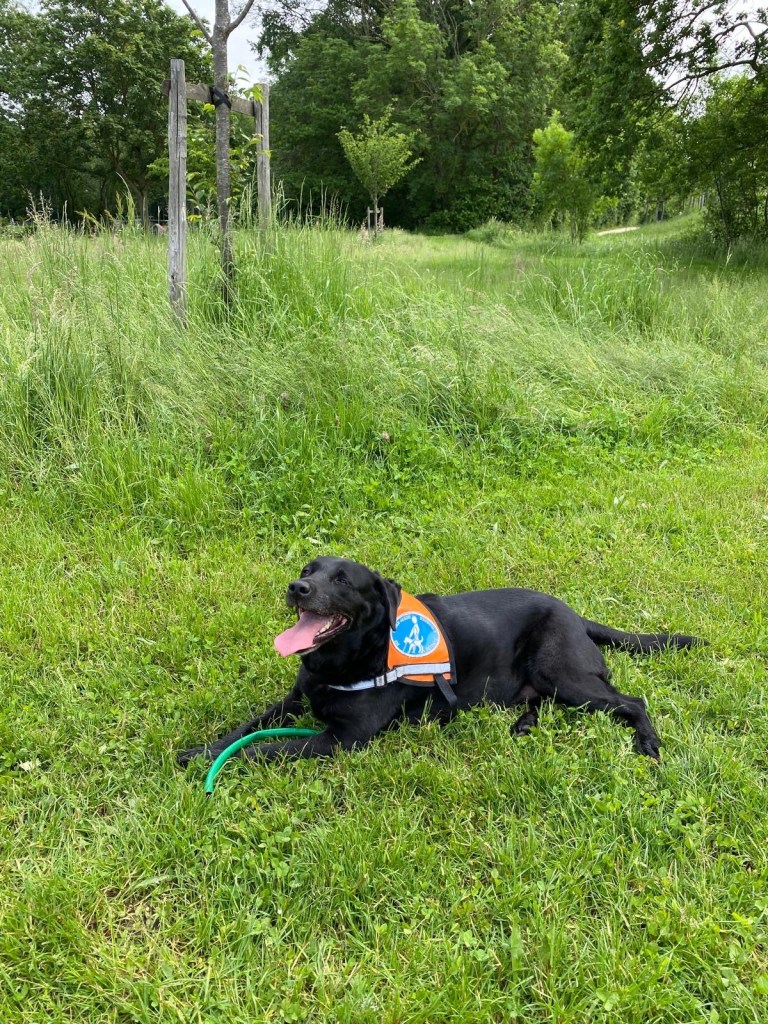 Manille, petite labrador noire, est couchée dans l’herbe. Elle porte son gilet orange CHIEN GUIDE EN DÉTENTE. Elle a la gueule ouverte et la langue qui pend. Entre ses pattes avants il y a un morceau de tuyau d’arrosage vart.