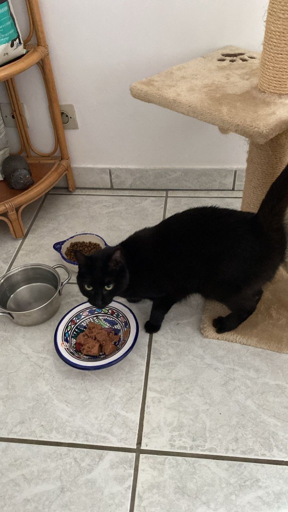 Stella, une petite chatte noire, est en train de manger de la pâté dans un petit récipient.