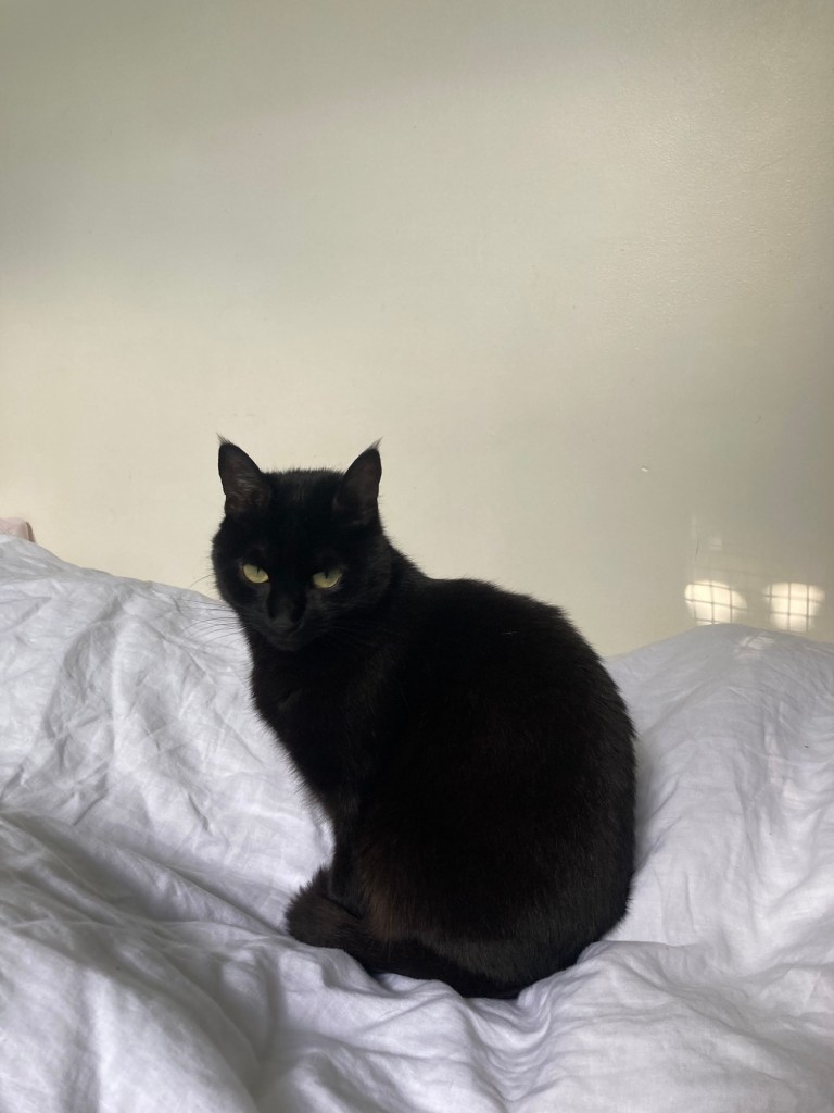 Stella, petite chatte noire, est assise sur une couette toute blanche.