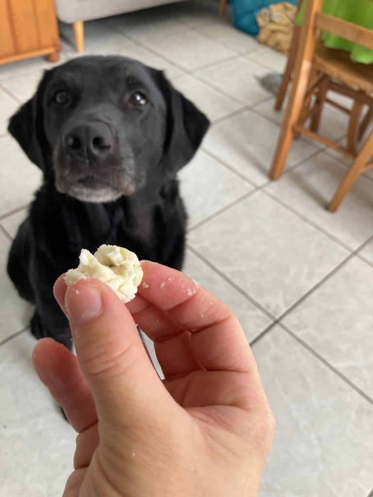 Manille, petite labrador noire, zieute intensément un petit morceau de fromage que Bibi lui tend.