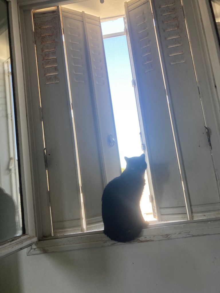 Stella, petite chatte noire, observe au-dehors de derrière les volets mi-clos de la fenêtre.