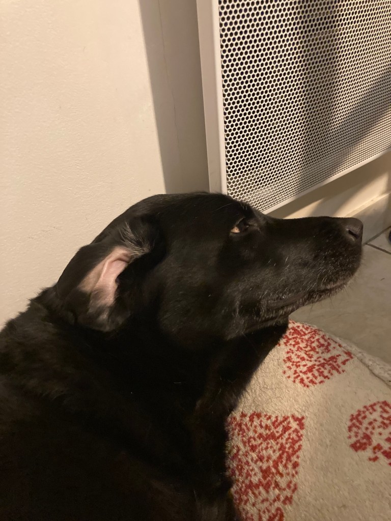 Manille, petite labrador noire, est couchée sur son pouf. Sa tête est posée sur l’accoudoir de son pouf, son museau dépasse dans le vide. Son oreille est retournée.