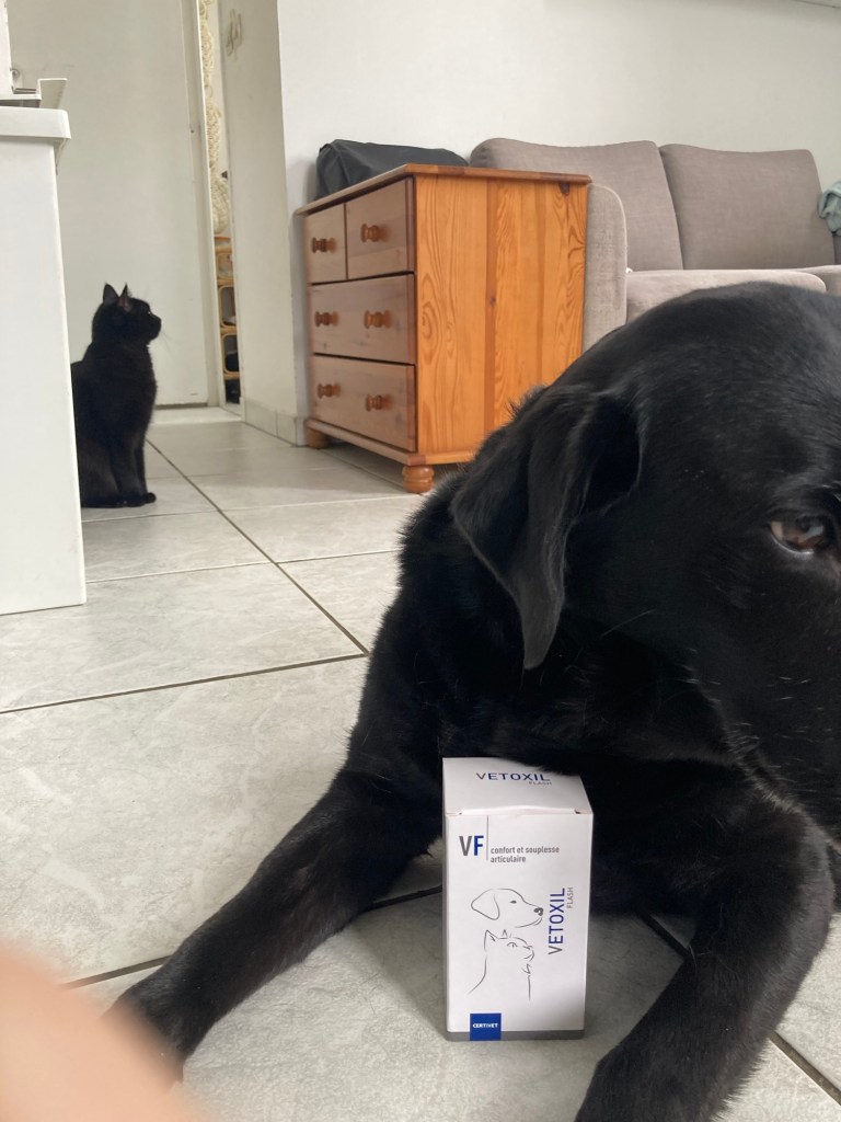 Manille, petite labrador noire, est couchée sur du carrelage blanc. Entre ses pattes il y a une boîte blanche « Vetoxil: confort et souplesse articulaire ».