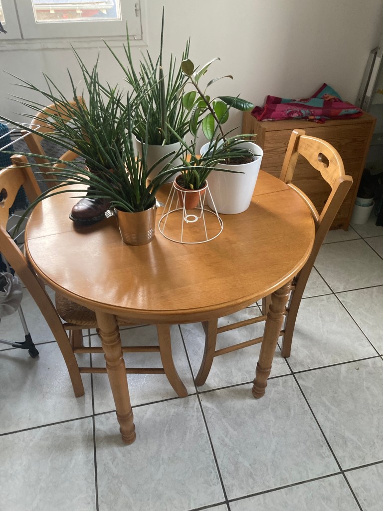 Cinq plantes sont posées sur une table en bois. Un ficus dans un gros pot blanc en céramique, une sansevieria dans un gros pot bleu ciel en céramique, une sansevieria dans une doc Martens noire et bordeaux, une sansevieria dans un pot moyen en métal, une sansevieria dans un petit pot en terre cuite disposé dans la structure en fer d’un abat-jour.