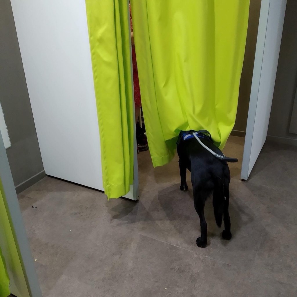 Manille, petite labrador noire, vue de dos. Elle porte son harnais de chien guide et a passé l'avant de son corps sous les rideaux d’une cabine d’essayage.